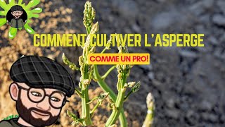 Permaculture Comment planter des asperges vertes [upl. by Gerlac]