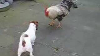 AliFrazier dog vs rooster Part IV [upl. by Earley]