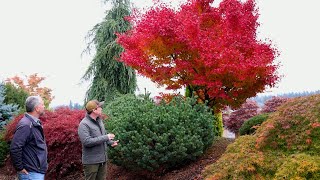 Japanese Maples [upl. by Revkah]