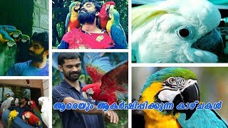 Panchavarnathatha  Exotic Pet Collection  Exotic Bird Breeder Renjith V M Kerala pet farms [upl. by Rifkin860]