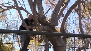 Cutting Branch On Jacaranda Tree [upl. by Johannessen]