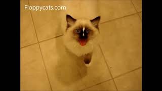 Ragdoll Cats Meowing Compilation  ねこ  ラグドール  Floppycats [upl. by Rehc23]