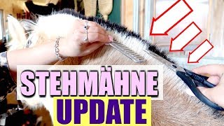 Pferd Stehmähne schneiden Update I Fjordpferd die Mähne schneiden [upl. by Llyrpa]