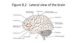 Aphasia for the USMLE Step 1 [upl. by Stewardson]