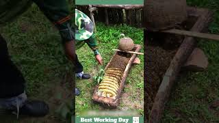 Best working day 2193 The process of removing honeycomb from a beehive in the form of logs [upl. by Admama]