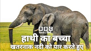 Baby Elephant  हाथी का बच्चा खतरनाक नदी को पार करते हुए  Wild Area Network [upl. by Javier]