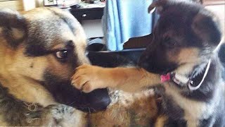 Super FUNNY ANIMAL VIDEOS  Watch and TRY NOT TO LAUGH [upl. by Ragse155]