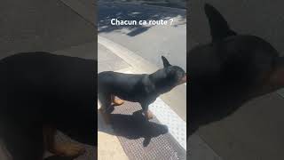 Tu sais mon chien rotweiler short chienne [upl. by Heber]