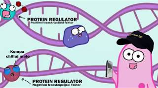 Regulacija Aktivnosti Gena  Lac Operon [upl. by Nosnarb]