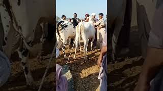 cow race qurbani  Pakistan [upl. by Gona]