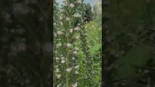 Echium Italicum  Viper Bugloss gardening plants history funfacts horticulture funfacts [upl. by Missi498]