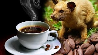 Hayvan Dışkısından Dünyanın En Pahalı Kahvesi  Kopi Luwak [upl. by Aihsekram792]