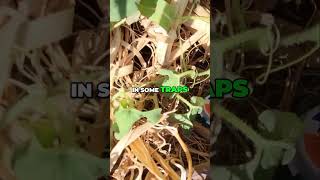 Ants Infestation In the Melon and Sugarcane Patch backyardgardening [upl. by Laenaj]