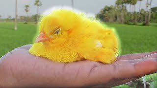 Baby Colour MURGI Chicks are Sleepy Nodding in Hand  Murgi ke bacche chuche chuja  FishCutting [upl. by Dupuis]