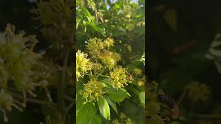 Ivy still flowering in the uk for honeybees and insects  27 October 2024 [upl. by Aitnas544]