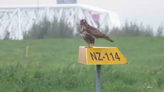 Common Buzzard Buteo buteo Buizerd Landtong Rozenburg ZH the Netherlands 19 Oct 2024 10 [upl. by Armallas]