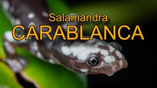 Salamandra de los Diamantes Oedipina carablanca [upl. by Kaczer]