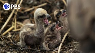 Careful Osprey Parents Feed Chicks For The First Time [upl. by Malamud346]