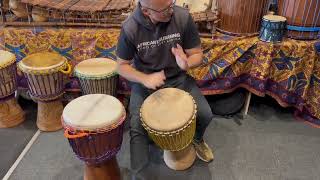 Primo Series Djembes Apollo amp 2nd Grade djembe Golden Fleece [upl. by Lucey]