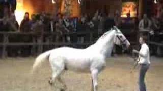 ♂ Eurocommerce Berlin jumping stallion Holst by Cassini I [upl. by Lourdes]