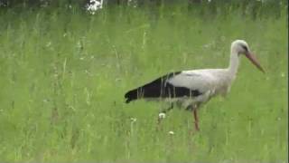 White Stork makes prey Ciconia ciconia Storch [upl. by Cirderf554]