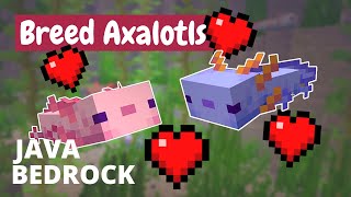 How to Breed Axolotls in Minecraft  Java Bedrock MCPE [upl. by Niar326]