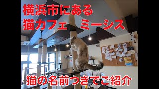 【保護猫カフェ】【ミーシス】横浜にある猫カフェミーシスにいってきましたよ [upl. by Bierman]