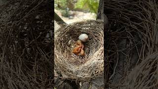 Chirping Drongos The Early Life of Black Drongo Babies shorts [upl. by Orbadiah]