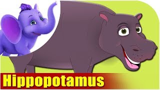 Hippopotamus  Animal Rhymes in Ultra HD 4K [upl. by Nitsed263]