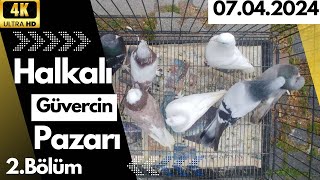 HALKALI GÜVERCİN PAZARI 24032024 2BÖLÜM pigeon birds animals güvercin quot4Kquot [upl. by Esylla472]