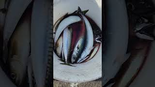 Mackerel  fishing Massachusettsvacation mackerelfishing mackerel nature [upl. by Tudela]