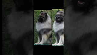 Keeshond IZDOMASU GVIDON Import Russia  21 Months Age🤣👍❤️ [upl. by Gallenz]