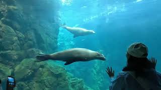 Osaka Aquarium KAIYUKAN：penguin sunfish and dolphin [upl. by Notsgnik]