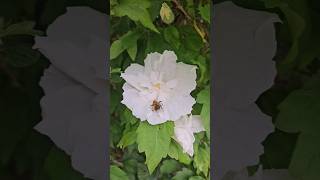 Common Carder Bee Pollinating a Flower 🐝 [upl. by Galina967]