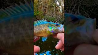 AWESOME Little Warmouth Catch From A Creek 🐟🐟🐟 Shorts Fishing [upl. by Brandi180]