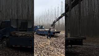 excavatrice chargeuse pelleteuse bulldozer construction séparateur bois arbre foresterie [upl. by Dat]