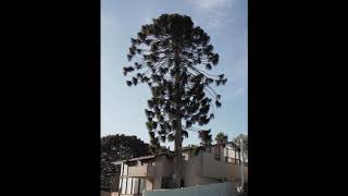 Araucaria Bidwillii Heterophylla and ColumnarisSan Diego California [upl. by Peer]