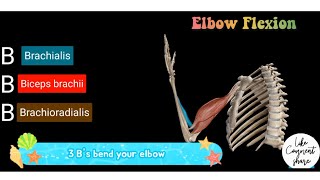 Elbow Flexion  Elbow Flexor Muscles Mnemonic [upl. by Hamitaf492]