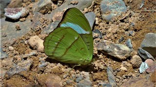 Butterflies from Yungas 2011 part 1 [upl. by Gray621]