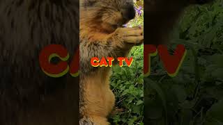 ⭐ Squirrels for Pets to Watch 🐈🐶 CAT TV HD 🐾 Videos for Cats to Watch⭐ Cat Games shorts cattv [upl. by Azrim946]