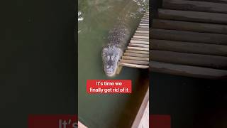 Alligator Ramp Installation FAIL😫🐊shorts alligator [upl. by Ehr592]