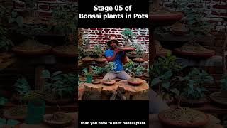 Growing stage 05 of bonsai plants Pot size with age gardening kitchengardenexpert herb [upl. by Bibbye508]