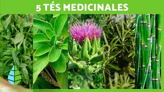 5 TÉS MILAGROSOS que debes INCLUIR en tu DIETA 🍵✅ Infusiones de Plantas Medicinales [upl. by Renate]