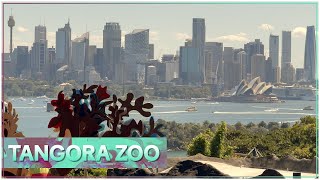 Taronga Zoo Sydney Australia sydney [upl. by Imoen532]