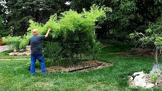 FIXING THE PHYLLOSTACHYS NIGRA BAMBOO BLACK BAMBOO amp PICKING VEGETABLES IN THE BACK TO EDEN GARDEN [upl. by Anitap]