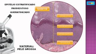 Epitelio estratificado pavimentoso queratinizado [upl. by Akinajnat751]