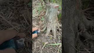 bahan bonsai loa ficus Racemosa siap kirim Jawa Sumatera Bali [upl. by Chicky]