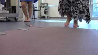 Gait analysis [upl. by Glyn365]