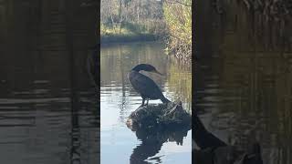 Merganser duck on the pocomoke river while birdwatching and kayaking birds ducks birdwatching [upl. by Ayaj]