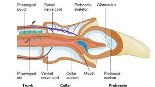 PHYLUM HEMICHORDATA [upl. by Acire]